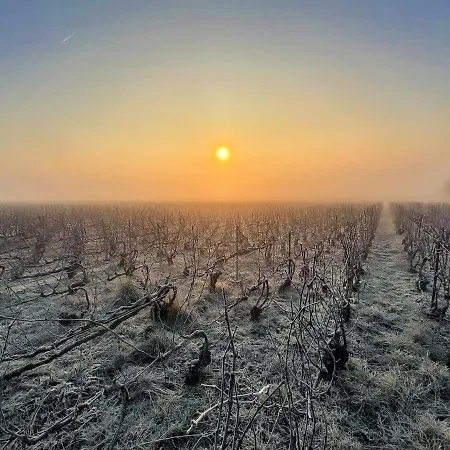 View, Pool And On The Champagne Vineyard アパート